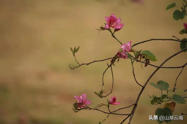 春风不解意，何故落花来-图4