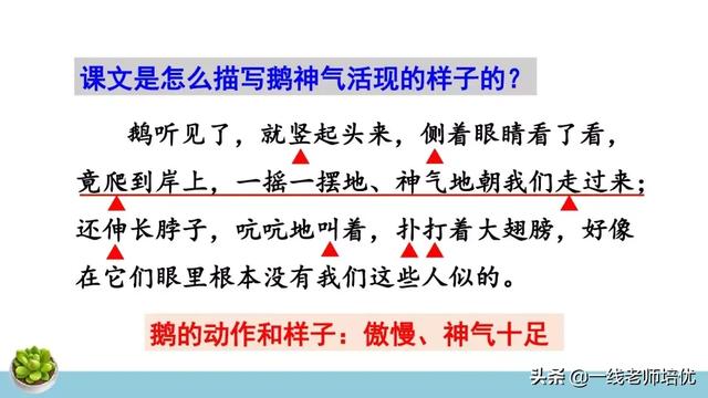 统编四年级上册牛和鹅课文重点解析及课件概览-图20